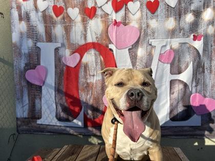 Enlarge Rodney, a Adoptable mixed breed in Wantagh, NY image 2/4