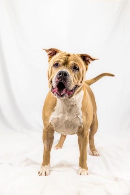 Enlarge Rodney, a Adoptable mixed breed in Wantagh, NY image 3/4