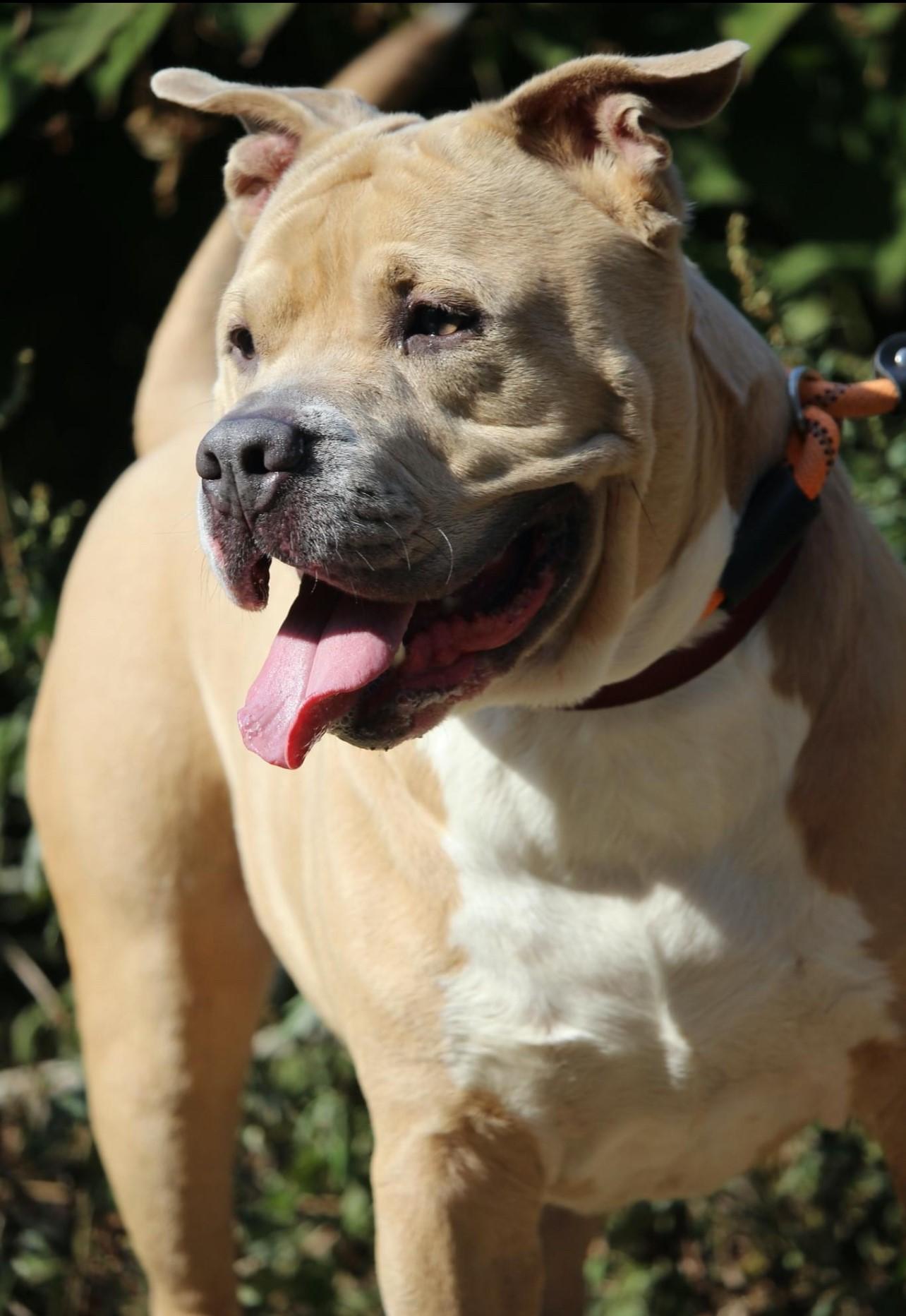 Rodney, a Adoptable mixed breed in Wantagh, NY image 3/3