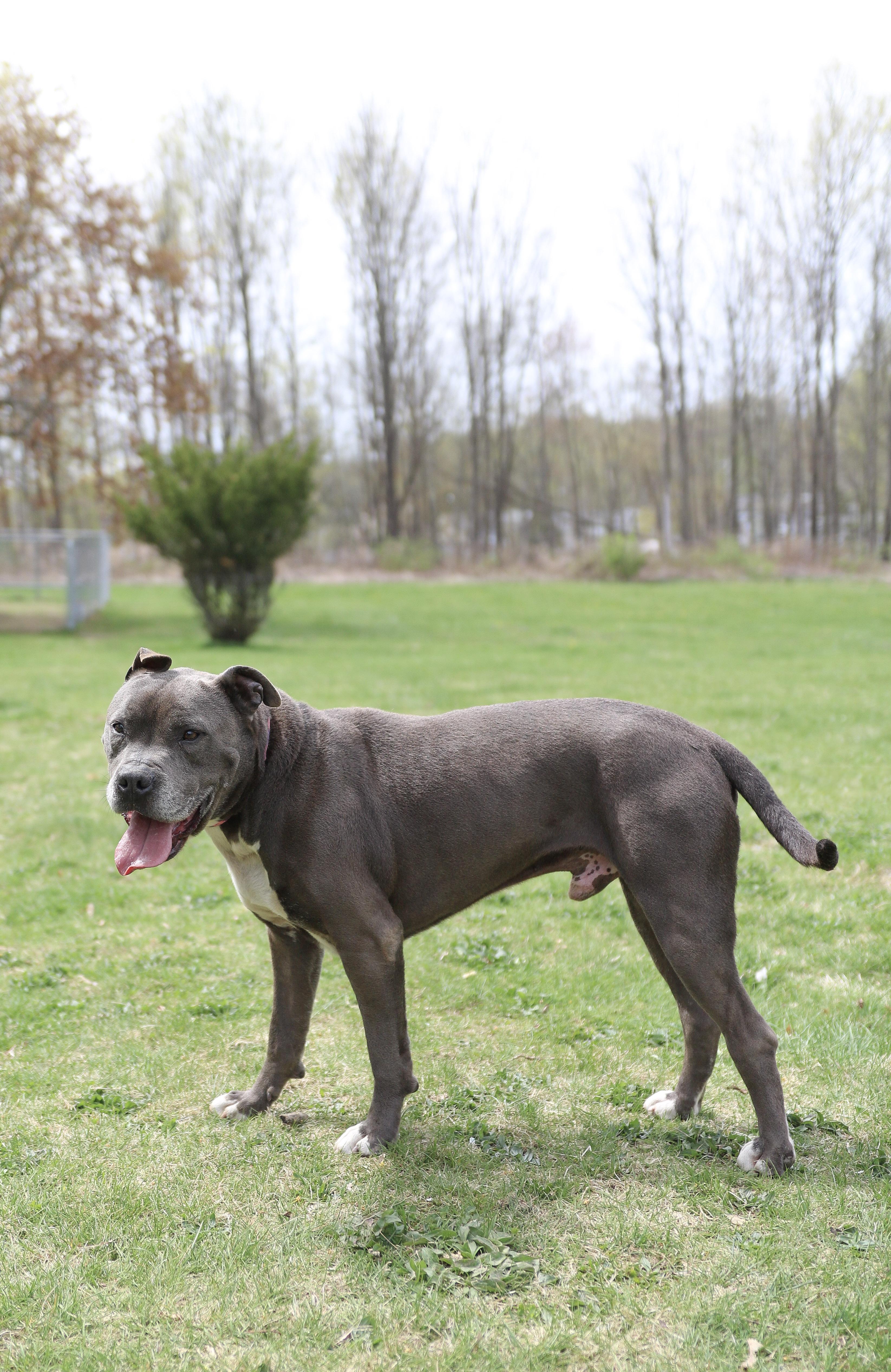 Mace, Adult Male Pit Bull Terrier