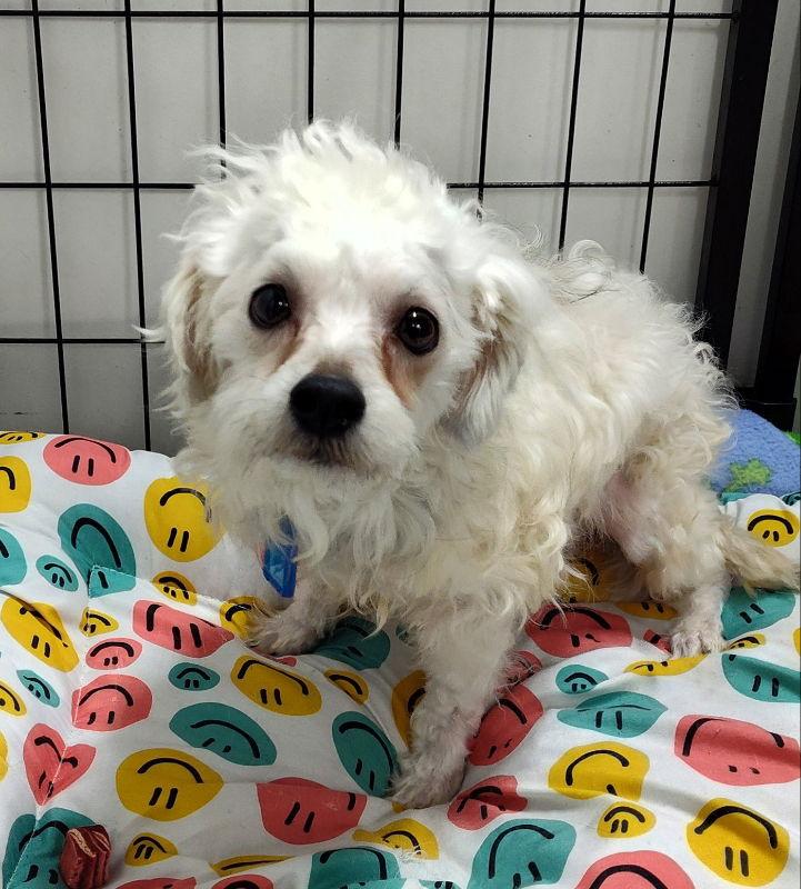 Enlarge Rocky Rolo, a Adoptable Bichon Frise in Mukwonago, WI image 1/1