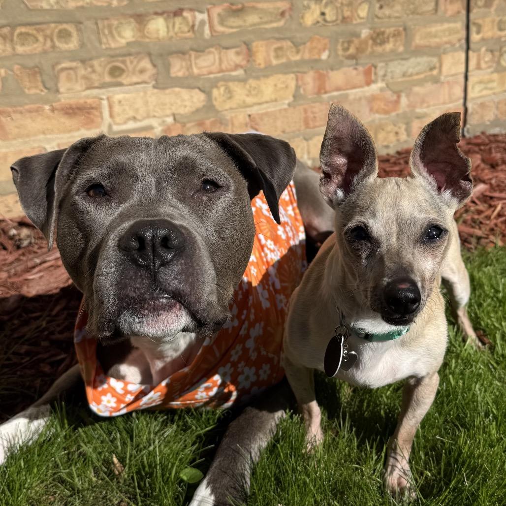 Enlarge Shelly, a Adoptable Chihuahua in Northbrook, IL image 1/6