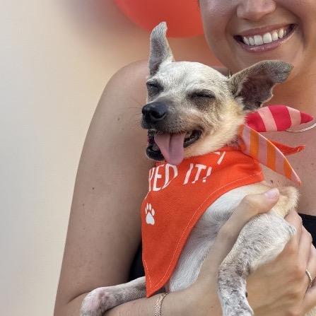 Enlarge Shelly, a Adoptable Chihuahua in Northbrook, IL image 2/6