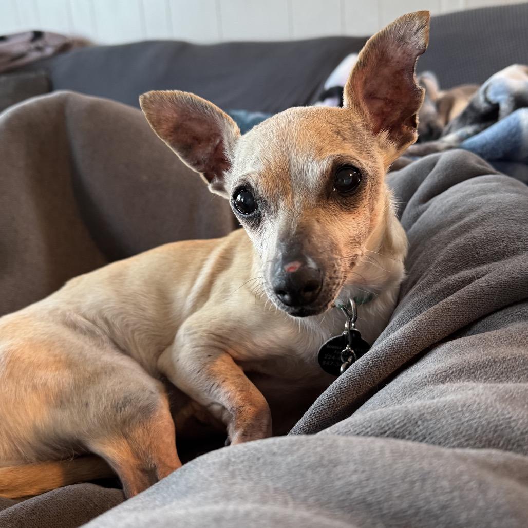 Enlarge Shelly, a Adoptable Chihuahua in Northbrook, IL image 2/6