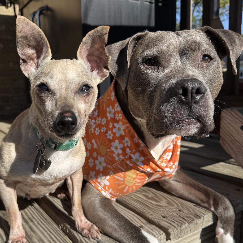 Enlarge Shelly, a Adoptable Chihuahua in Northbrook, IL image 3/6