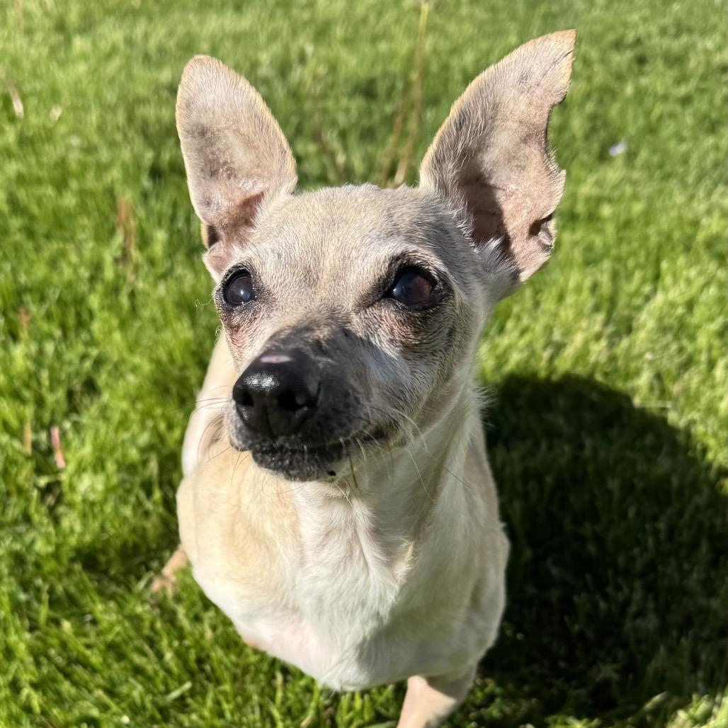 Enlarge Shelly, a Adoptable Chihuahua in Northbrook, IL image 4/6