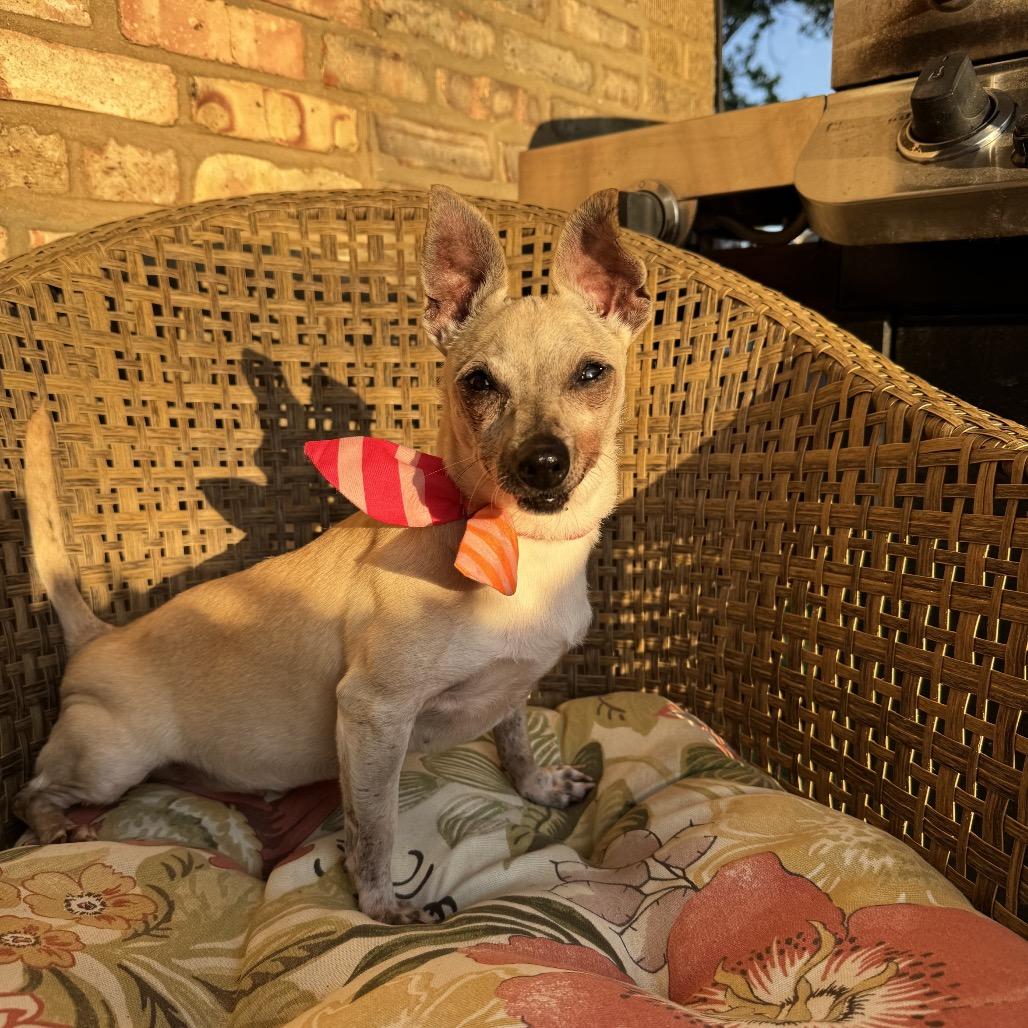 Enlarge Shelly, a Adoptable Chihuahua in Northbrook, IL image 4/6