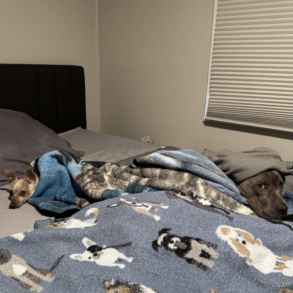 Enlarge Shelly, a Adoptable Chihuahua in Northbrook, IL image 5/6