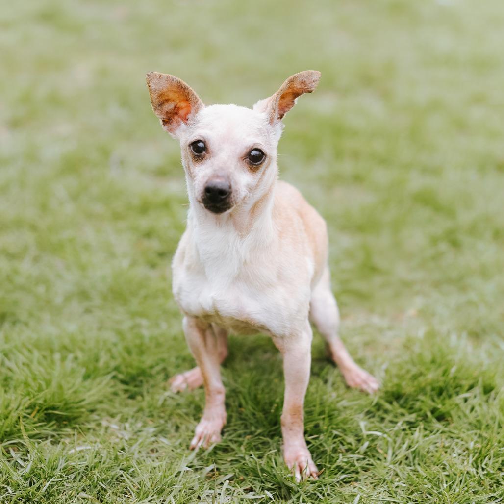 Enlarge Shelly, a Adoptable Chihuahua in Northbrook, IL image 6/6