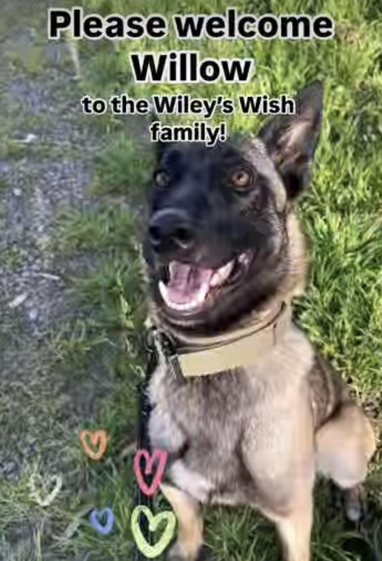Willow thumbnail 1