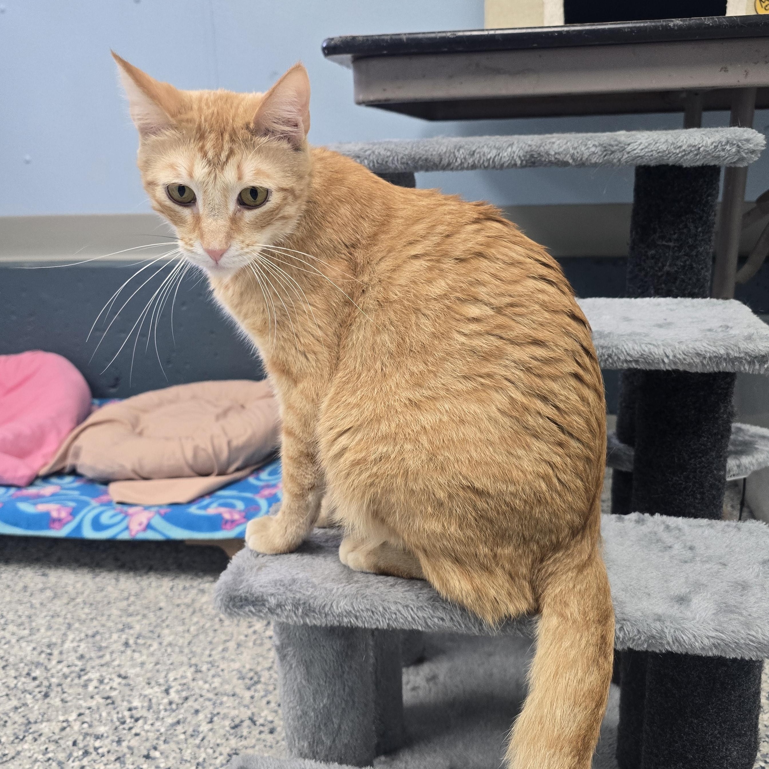 Enlarge Finch, a Adoptable Domestic Short Hair in Farmington, MO image 2/3