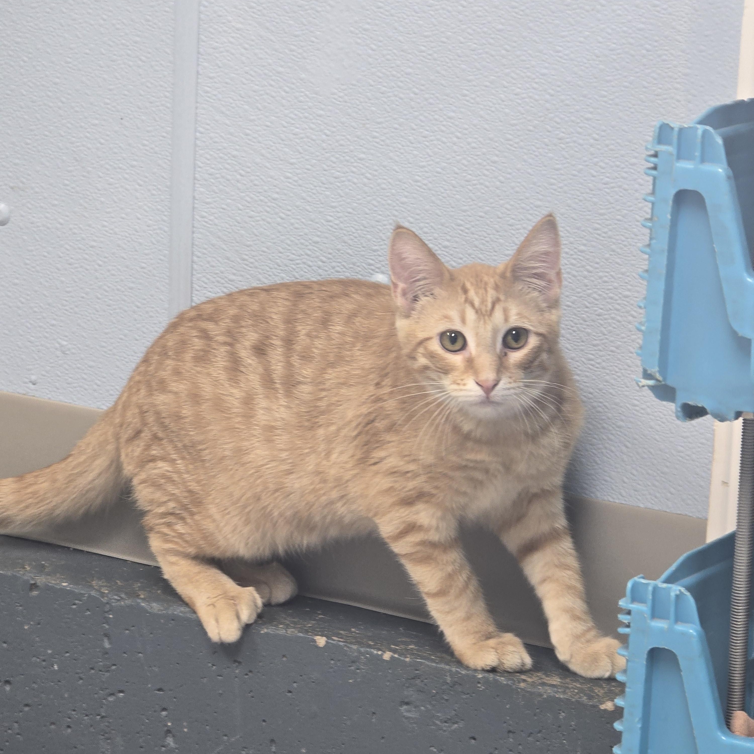 Enlarge Finch, a Adoptable Domestic Short Hair in Farmington, MO image 2/2