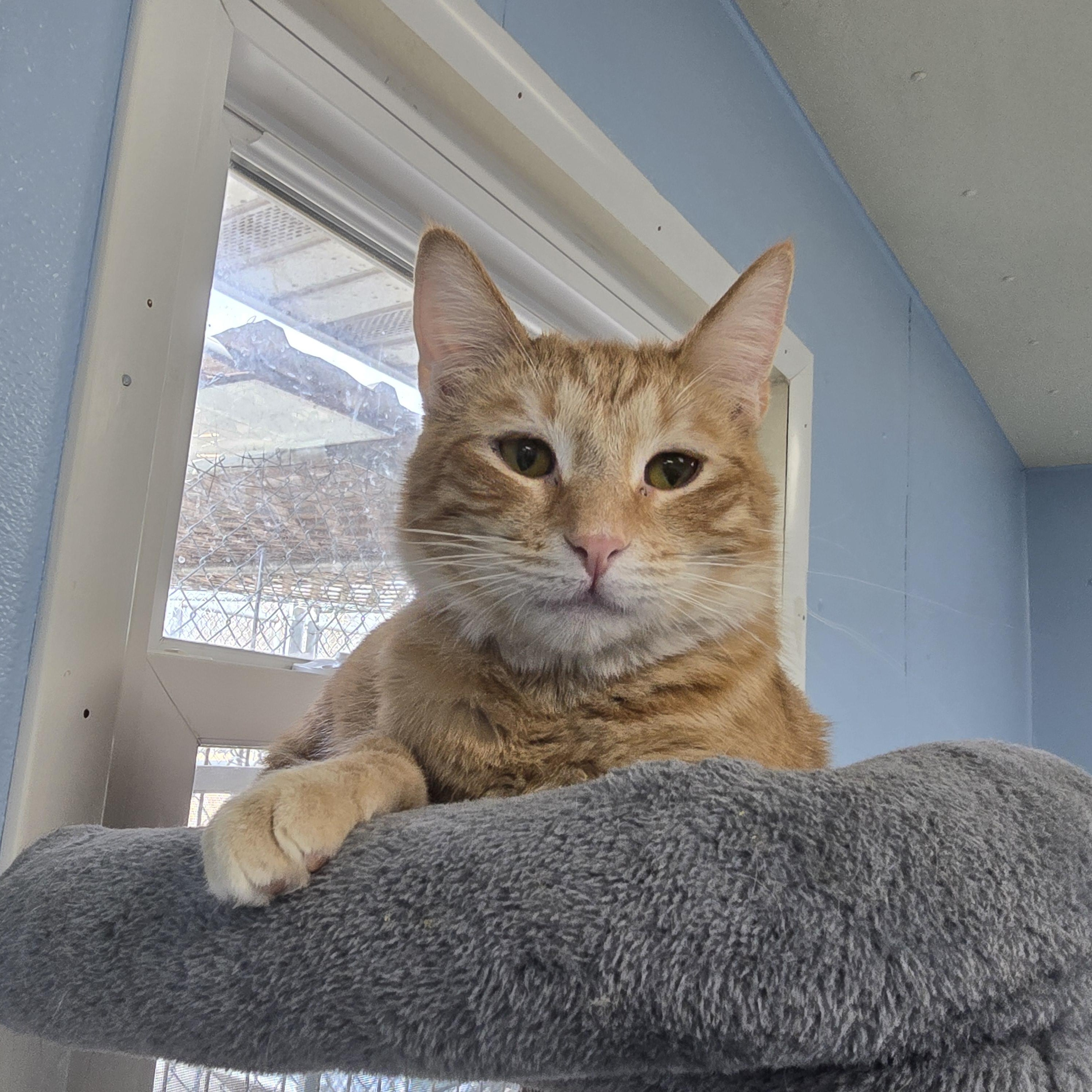 Finch, Adoptable, Young Male Domestic Short Hair.