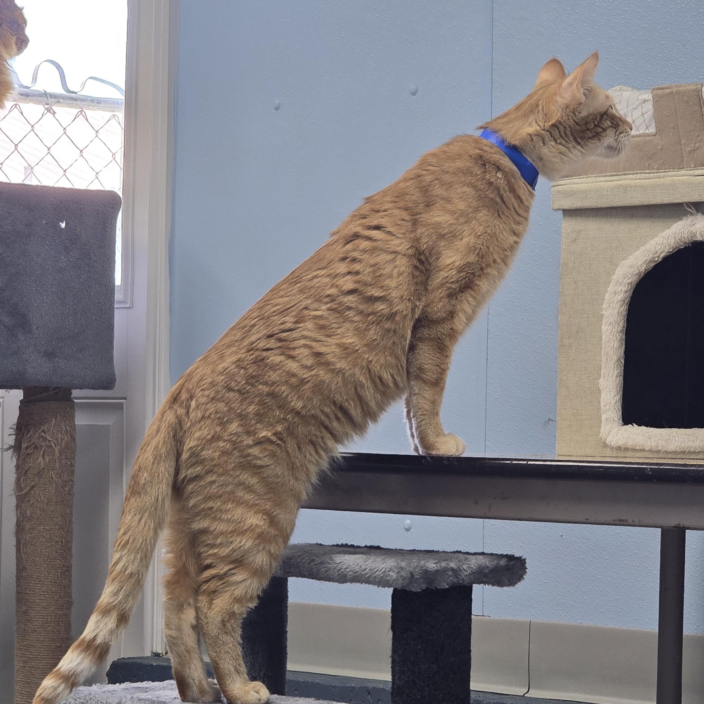 Enlarge Finch, a Adoptable Domestic Short Hair in Farmington, MO image 3/3