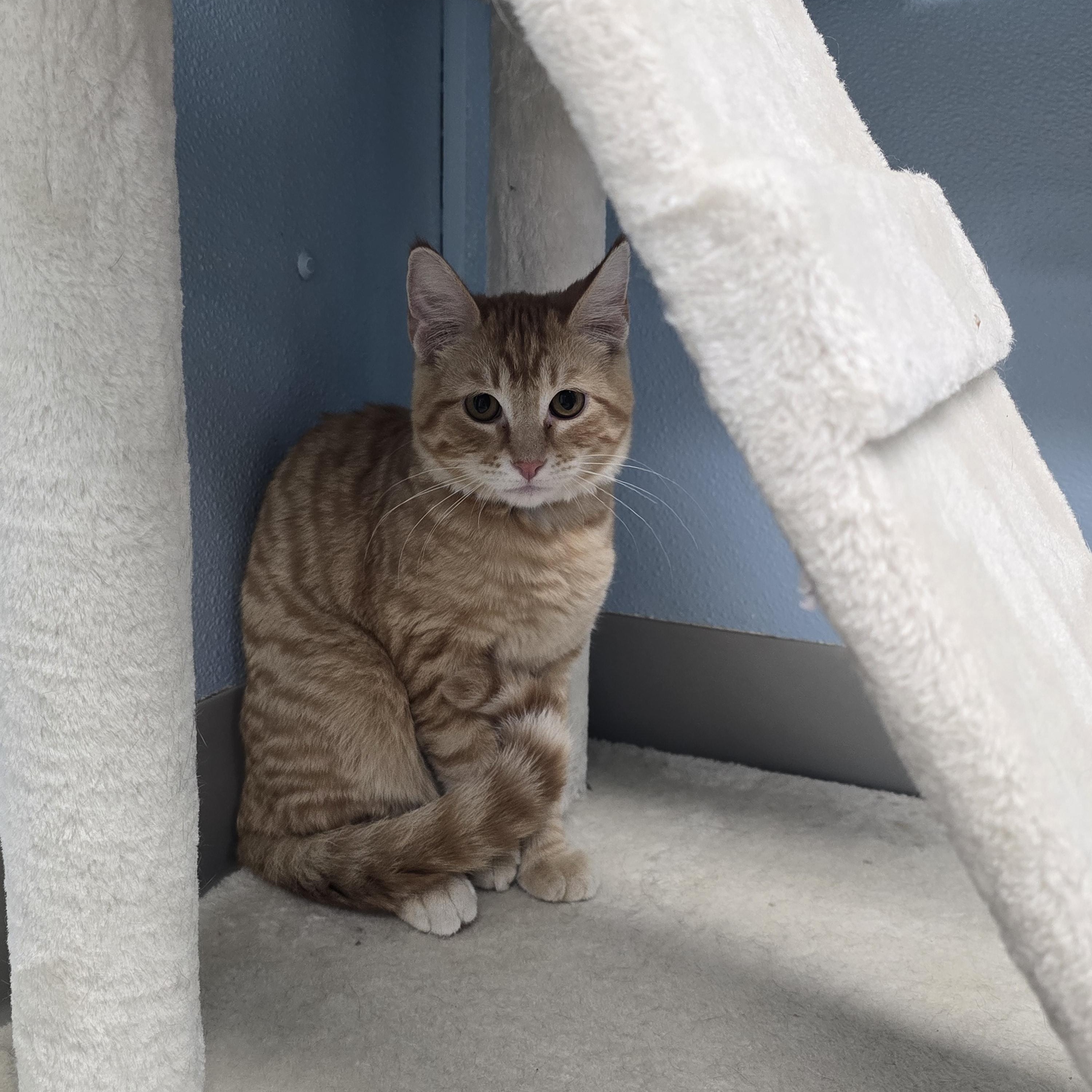 Finch, Adoptable, Young Male Domestic Short Hair.