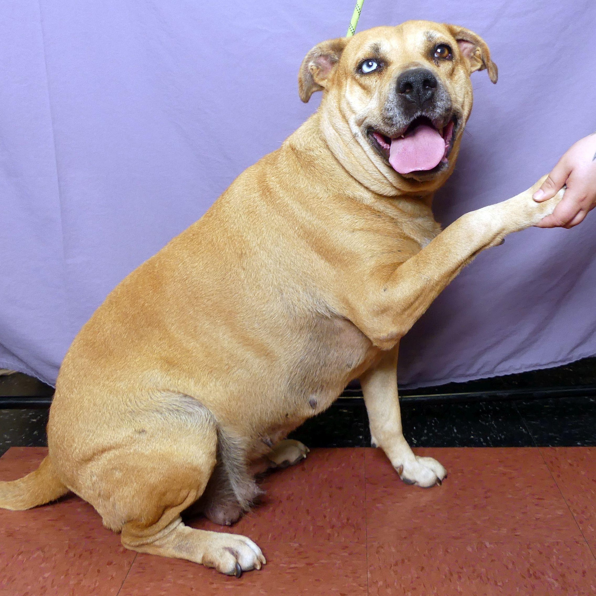 Enlarge PEPPA, an adopted mixed breed in Ukiah, CA image 1/4