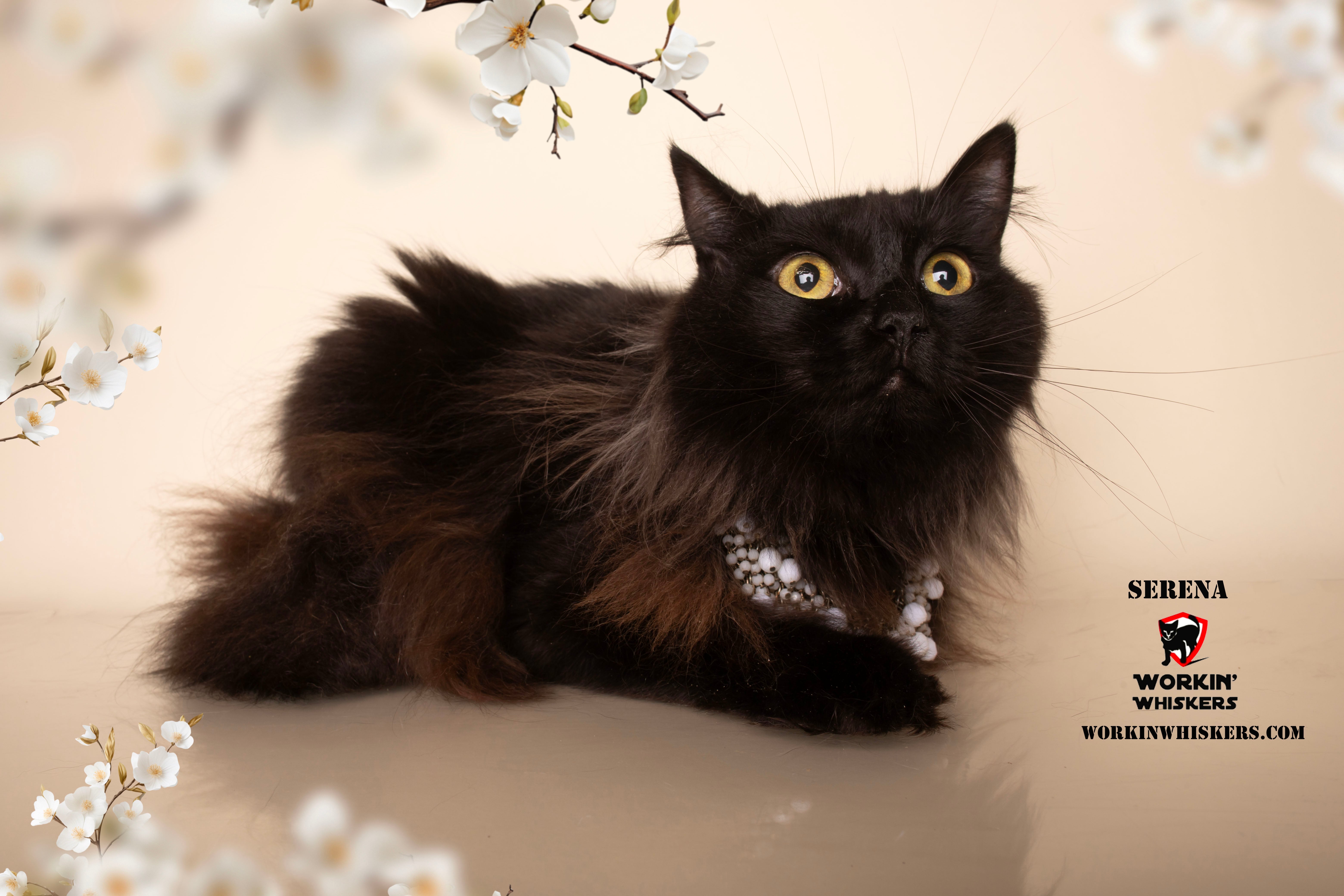 Cat for adoption - SERENA, a Maine Coon &amp; Domestic Long Hair Mix 
