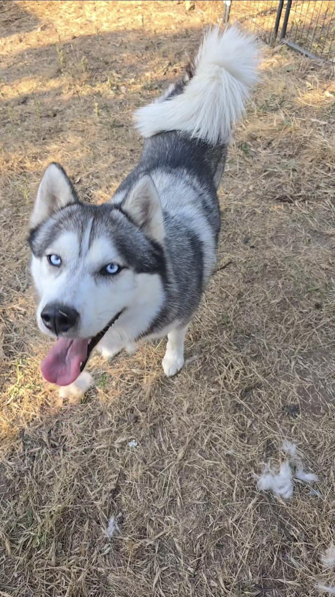 Rockie, Adoptable, Adult Male Siberian Husky.