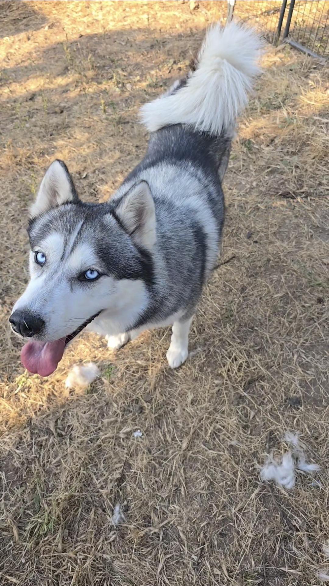 Enlarge Rockie, a Adoptable Siberian Husky in Lake Elsinore, CA image 2/5
