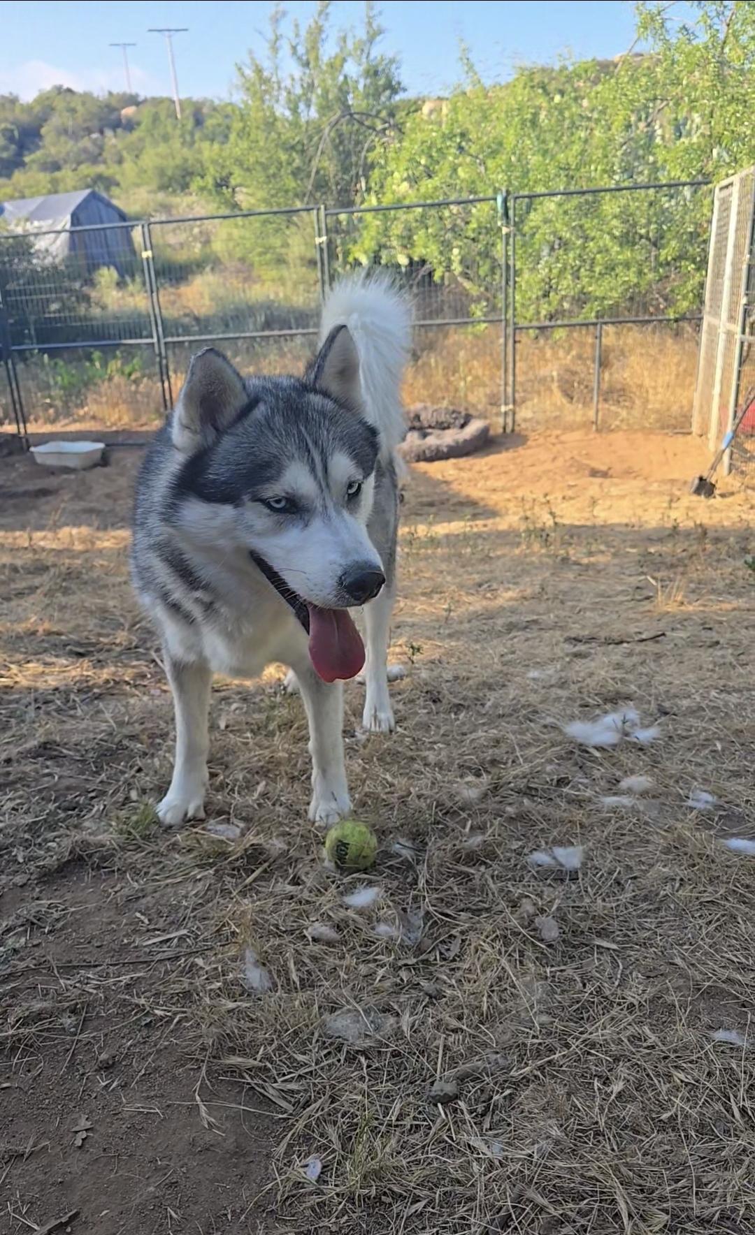 Enlarge Rockie, a Adoptable Siberian Husky in Lake Elsinore, CA image 3/5