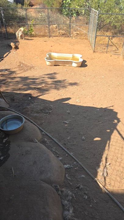 Enlarge Rockie, a Adoptable Siberian Husky in Lake Elsinore, CA video 4/5