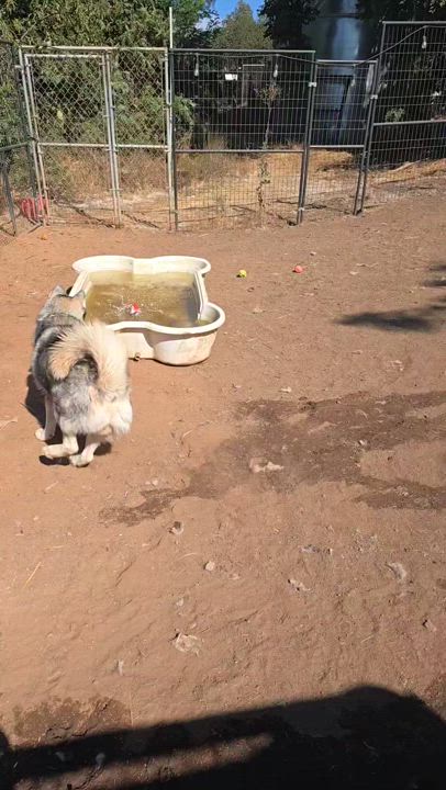 Enlarge Rockie, a Adoptable Siberian Husky in Lake Elsinore, CA video 5/5
