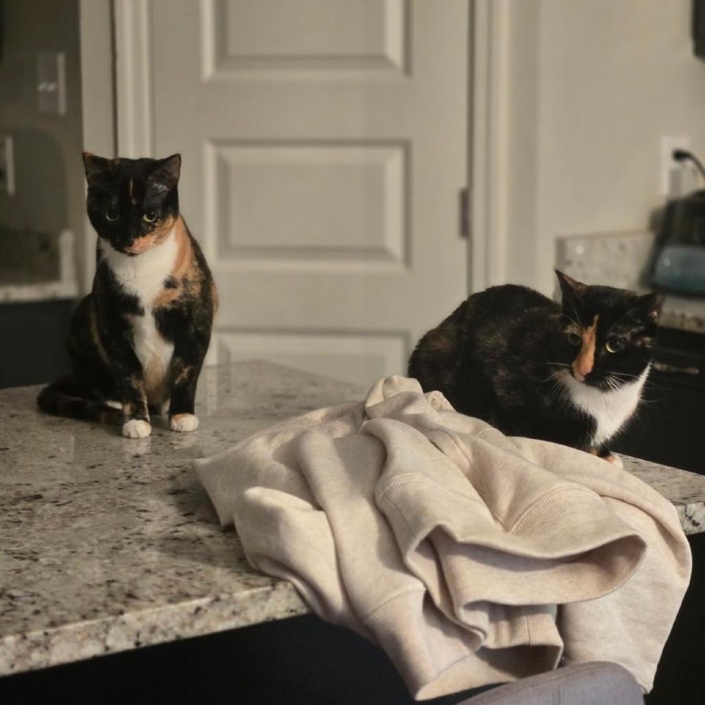 Enlarge Ursula, a Adoptable Domestic Short Hair in Valdosta , GA image 1/3