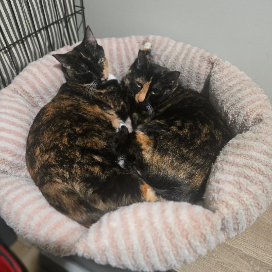 Enlarge Ursula, a Adoptable Domestic Short Hair in Valdosta , GA image 2/3