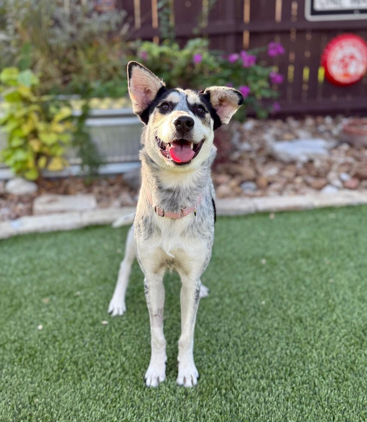 Maggie, ADOPTABLE, Young Female Australian Cattle Dog / Blue Heeler.