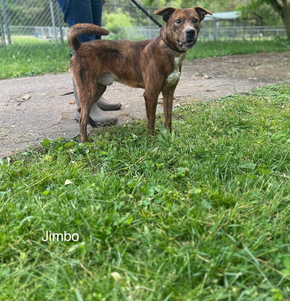 Enlarge Jimbo, a Adoptable mixed breed in Lawrenceburg, TN image 1/6