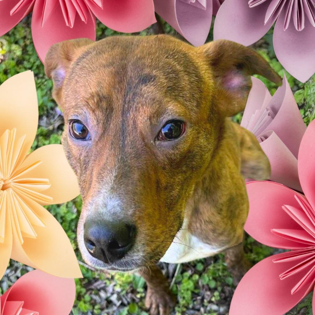 Enlarge Jimbo, a Adoptable mixed breed in Lawrenceburg, TN image 2/6