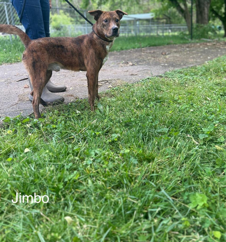Enlarge Jimbo, a Adoptable mixed breed in Lawrenceburg, TN image 4/6