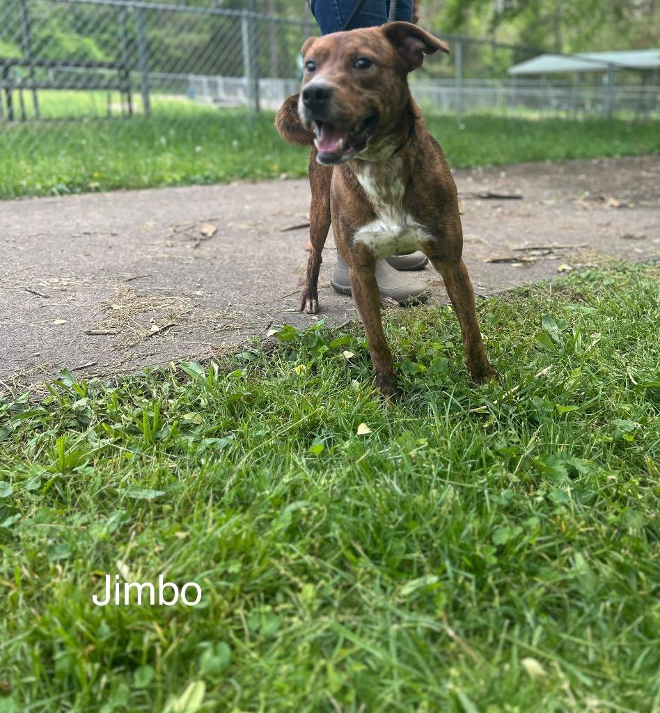 Enlarge Jimbo, a Adoptable mixed breed in Lawrenceburg, TN image 6/6
