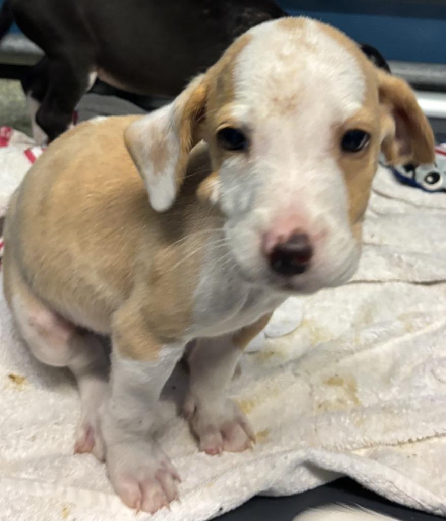 Enlarge SLAYER, a Adoptable mixed breed in Warrenton, NC image 1/2