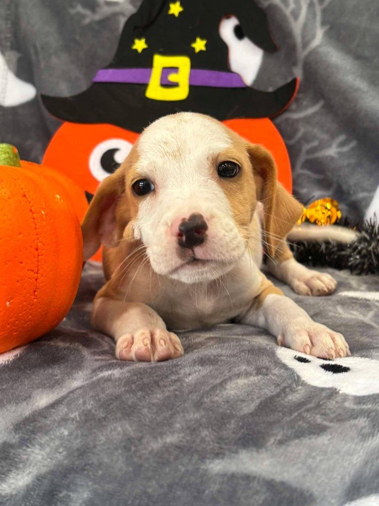 Enlarge SLAYER, a Adoptable mixed breed in Warrenton, NC image 2/2