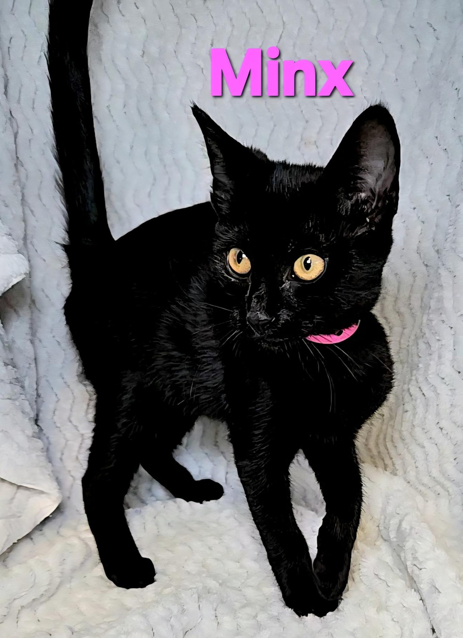 Minx, Adoptable, Adult Female Domestic Short Hair.
