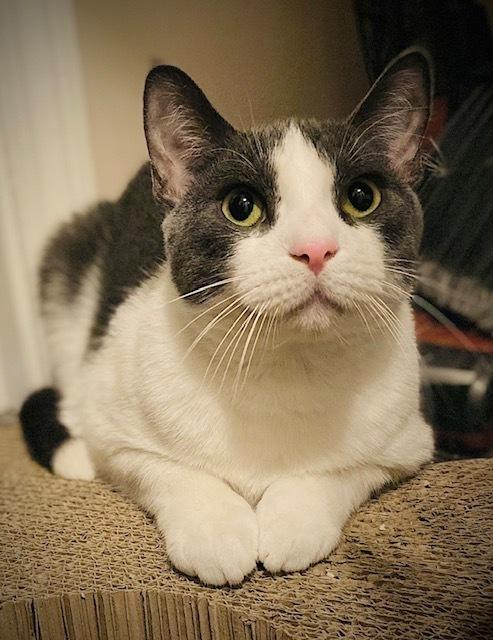 Enlarge Menard, a Adoptable Domestic Short Hair in Duxbury, MA image 1/3