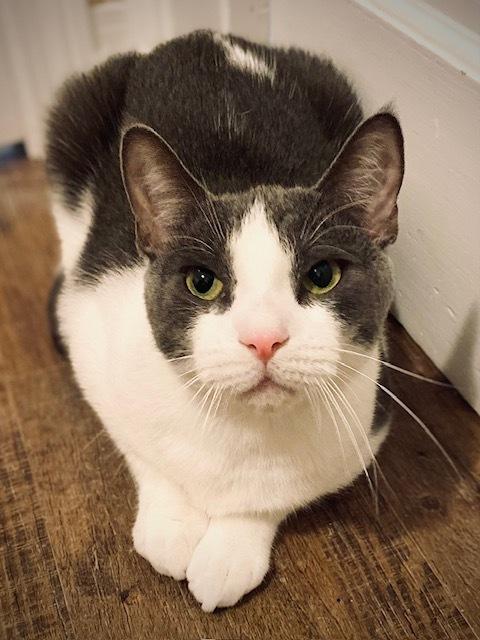 Enlarge Menard, a Adoptable Domestic Short Hair in Duxbury, MA image 2/3