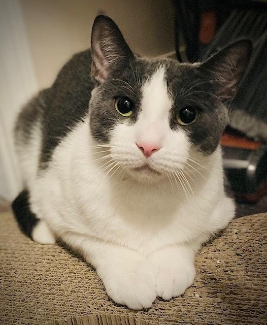 Enlarge Menard, a Adoptable Domestic Short Hair in Duxbury, MA image 3/3