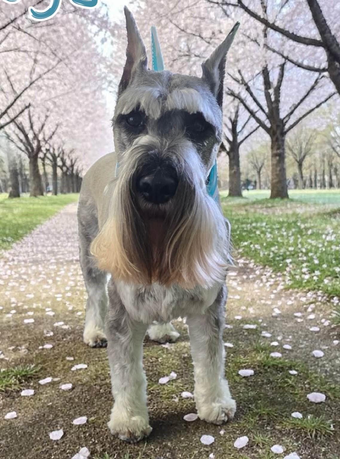 Omega -BY APPOINTMENT ONLY-, adopted, Adult Male Standard Schnauzer.