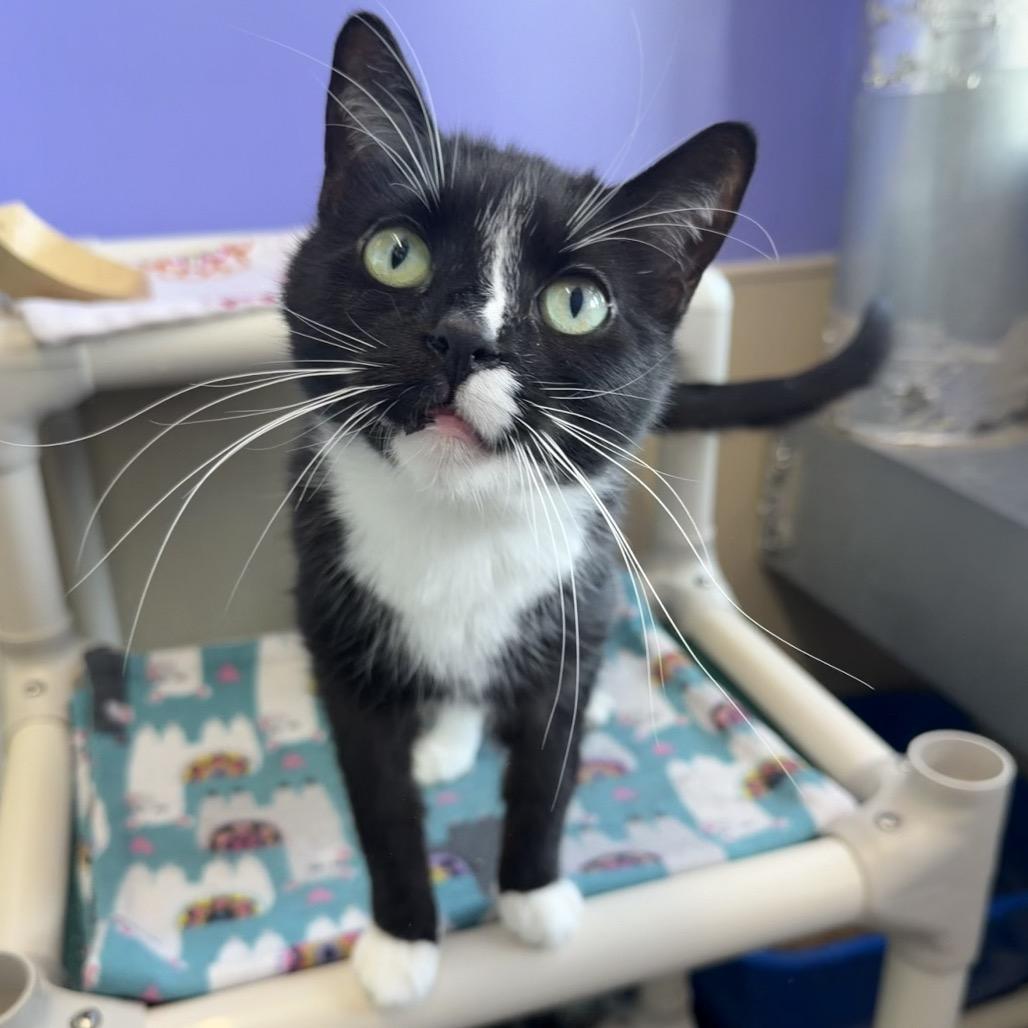 Phantom, Adoptable, Senior Female Domestic Short Hair.