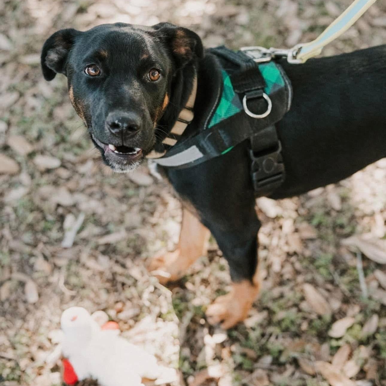Rango, an adoptable Labrador Retriever in Williston, VT, 05495 | Photo Image 4