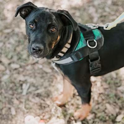 Rango, an adoptable Labrador Retriever in Williston, VT, 05495 | Photo Image 3