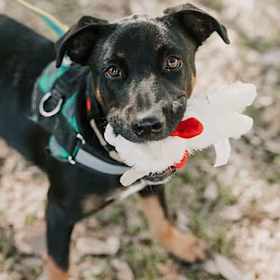 Rango, an adoptable Labrador Retriever in Williston, VT, 05495 | Photo Image 1