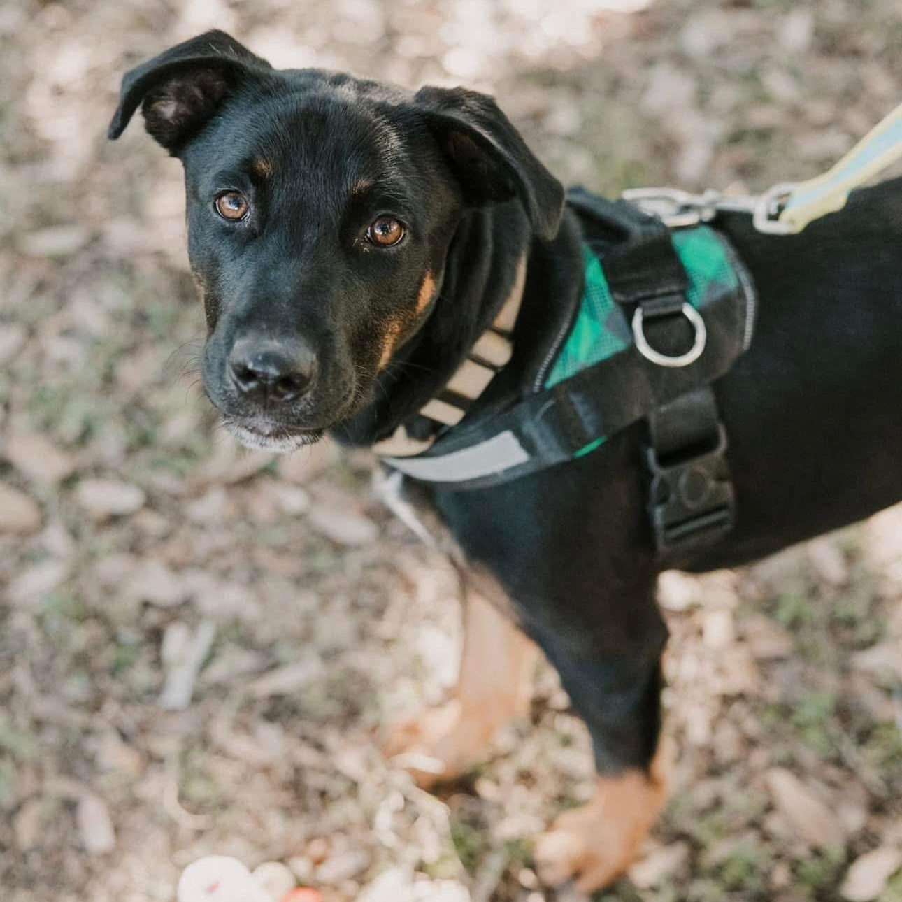 Rango, an adoptable Labrador Retriever in Williston, VT, 05495 | Photo Image 6