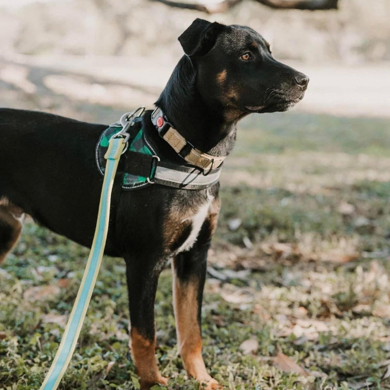 Rango, an adoptable Labrador Retriever in Williston, VT, 05495 | Photo Image 2