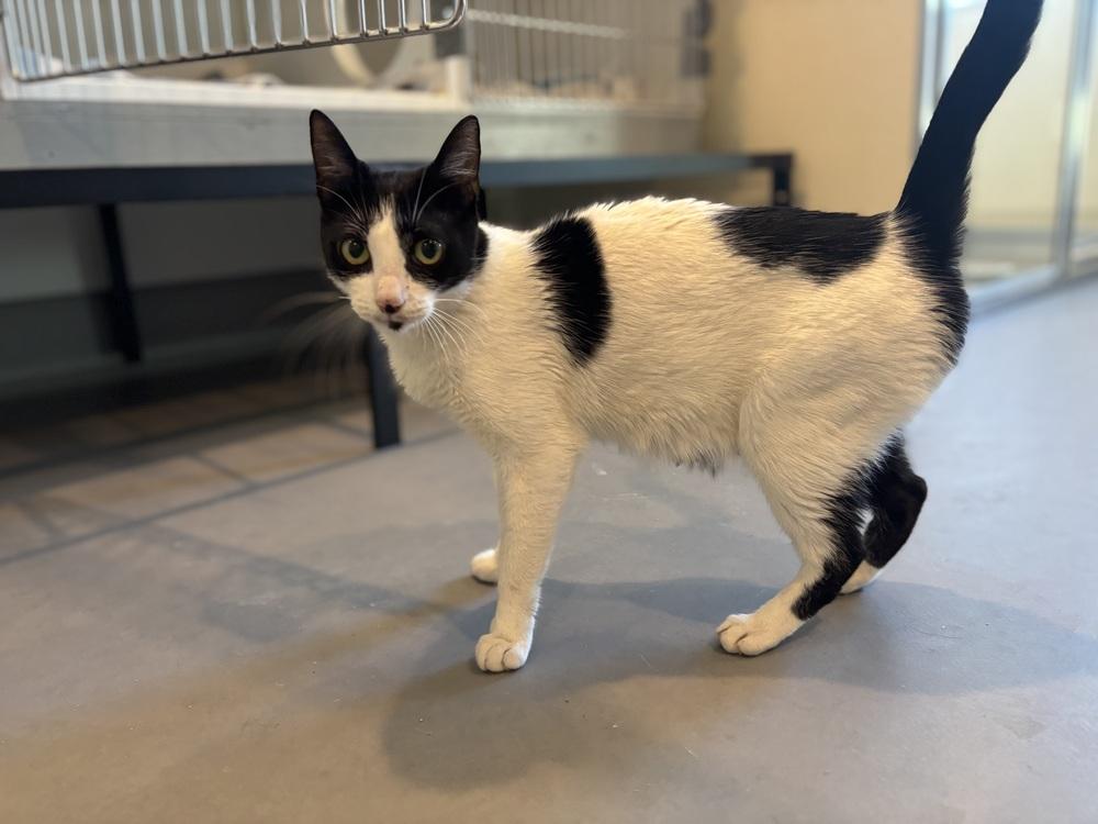 Enlarge Bellamy, a Adoptable mixed breed in Norristown, PA image 2/2