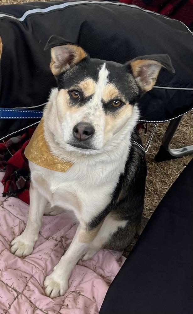 Enlarge Ella, a Adoptable mixed breed in Louisa, VA image 1/3