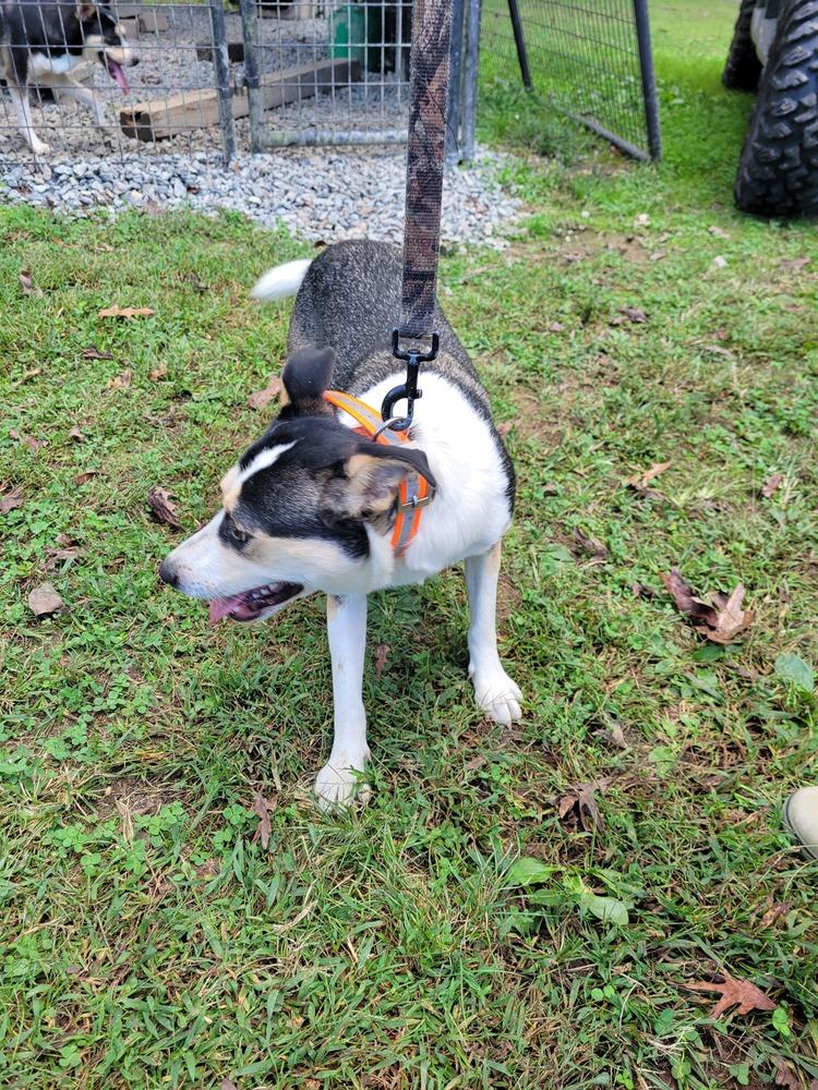 Enlarge Ella, a Adoptable mixed breed in Louisa, VA image 1/3