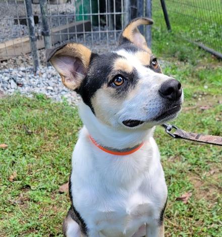 Enlarge Ella, a Adoptable mixed breed in Louisa, VA image 2/3